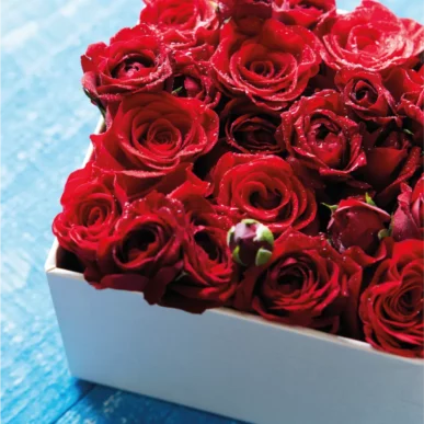 Flowerbox Rote Rosen